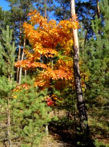 BydgoszczForest Trzciniec 11 10-2015