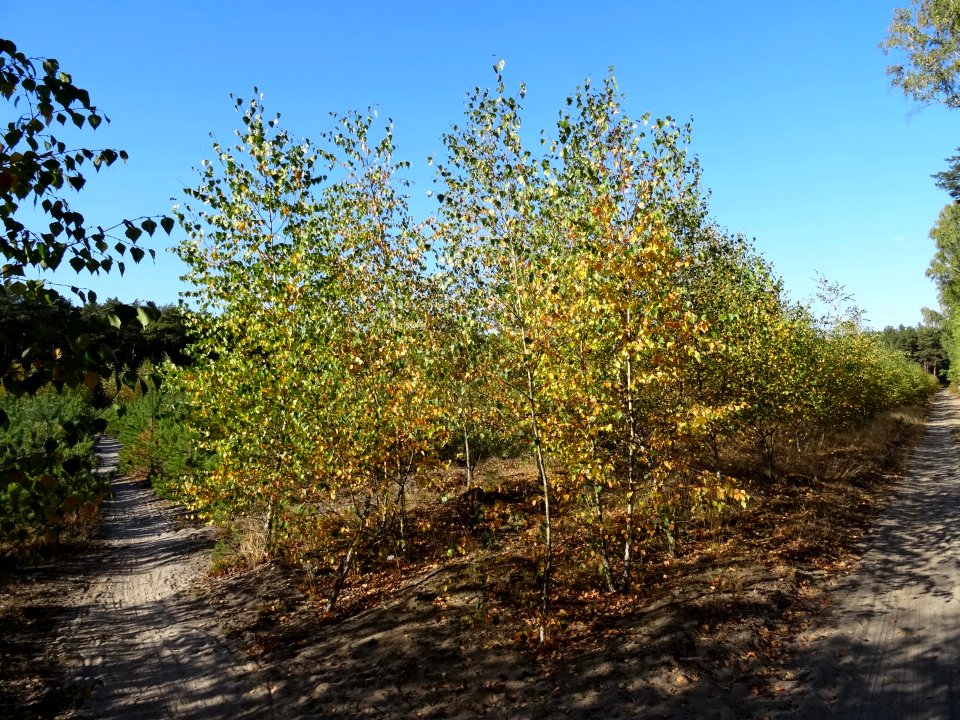 BydgoszczForest Trzciniec 10 10-2015