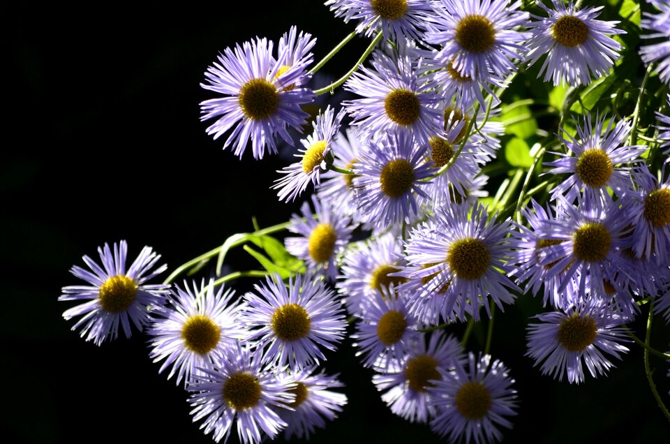 Summer bright lilac