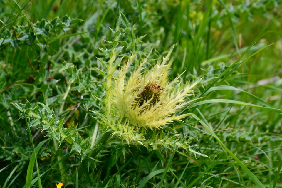 Thistle flower alpine thistle blossom