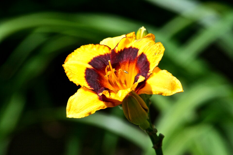 Botanical yellow petals