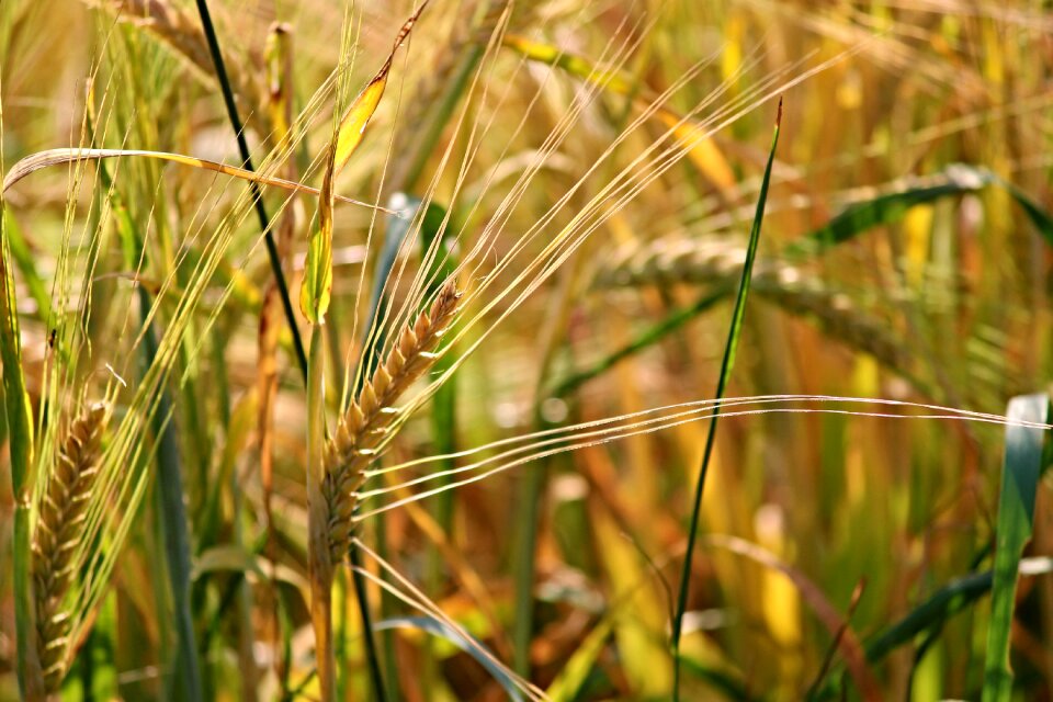Mature immature cornfield