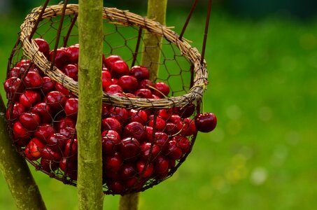 Cherry harvest fruit red