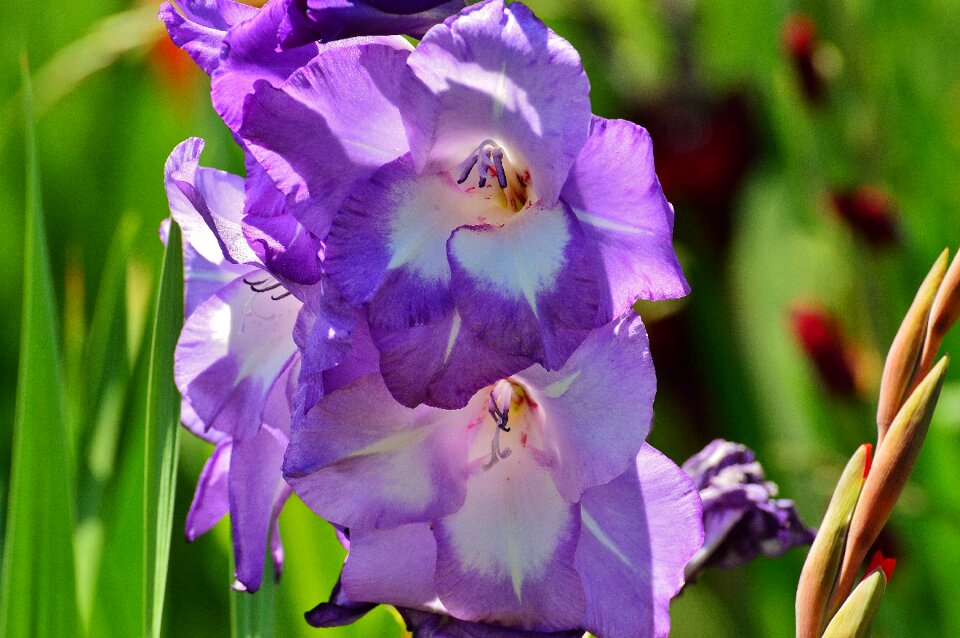 Purple nature flowers