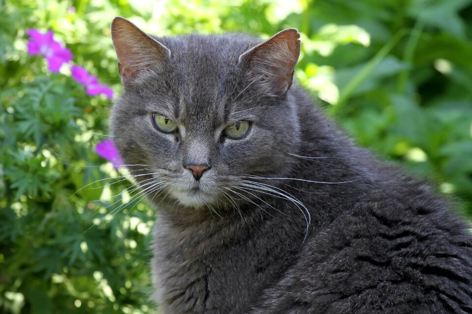Grey relaxed animal
