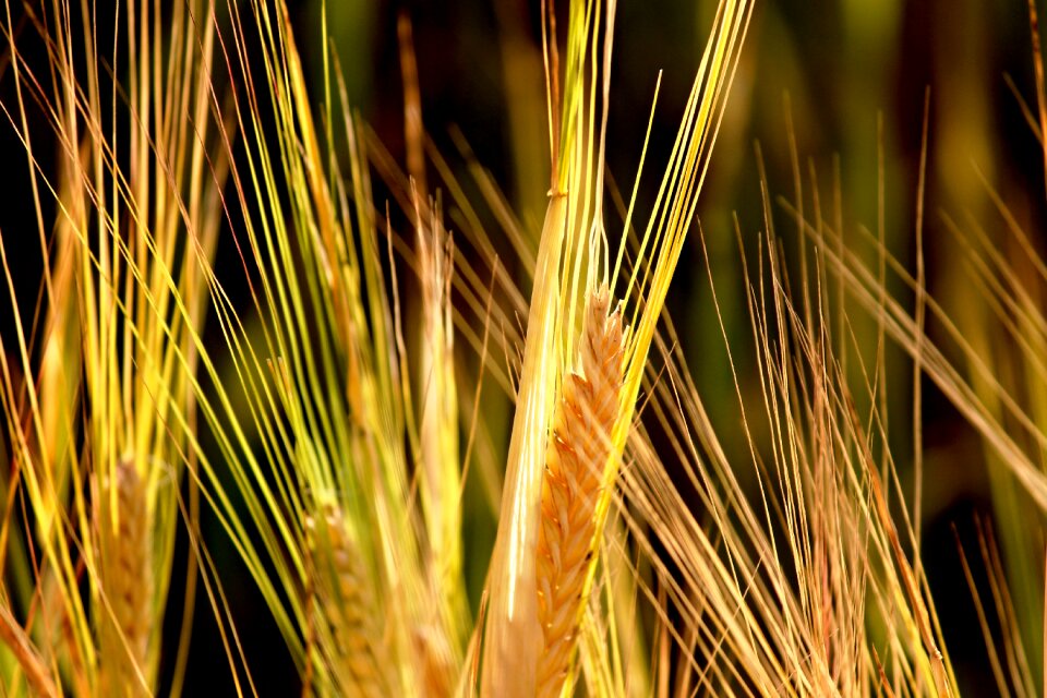 Mature immature cornfield
