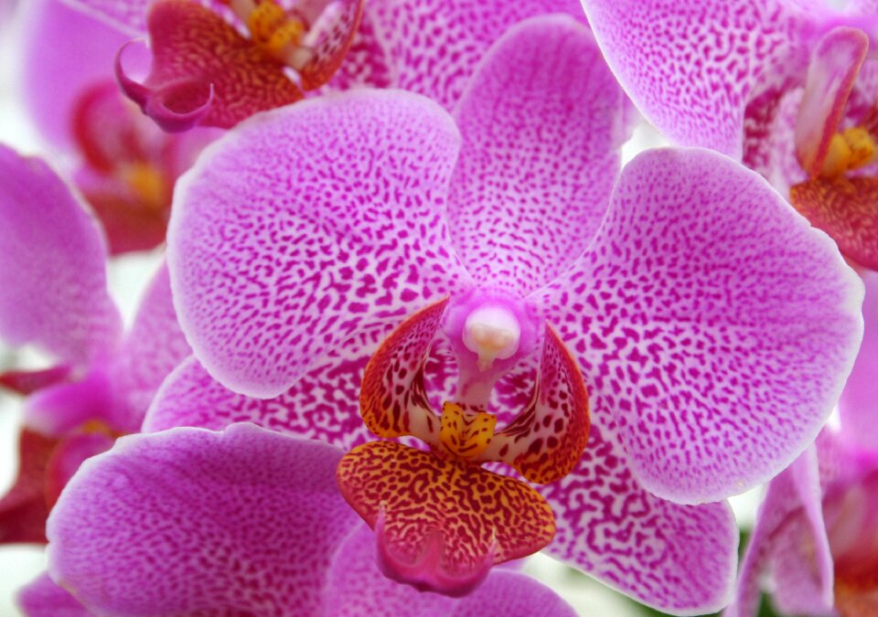 Flower exotic tropical