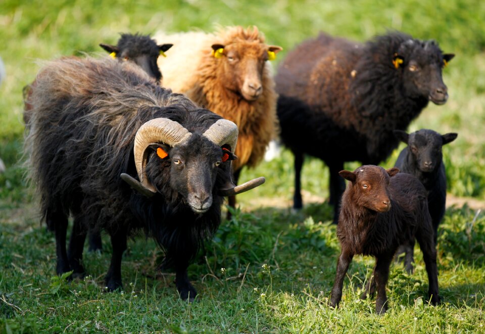 Pasture pet wave