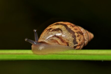 Land snail spiral cone photo