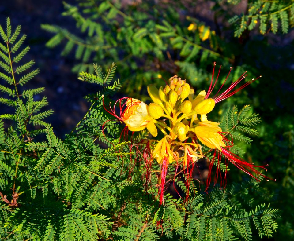 Caesalpinia gilliesii JdP