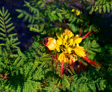 Caesalpinia gilliesii JdP