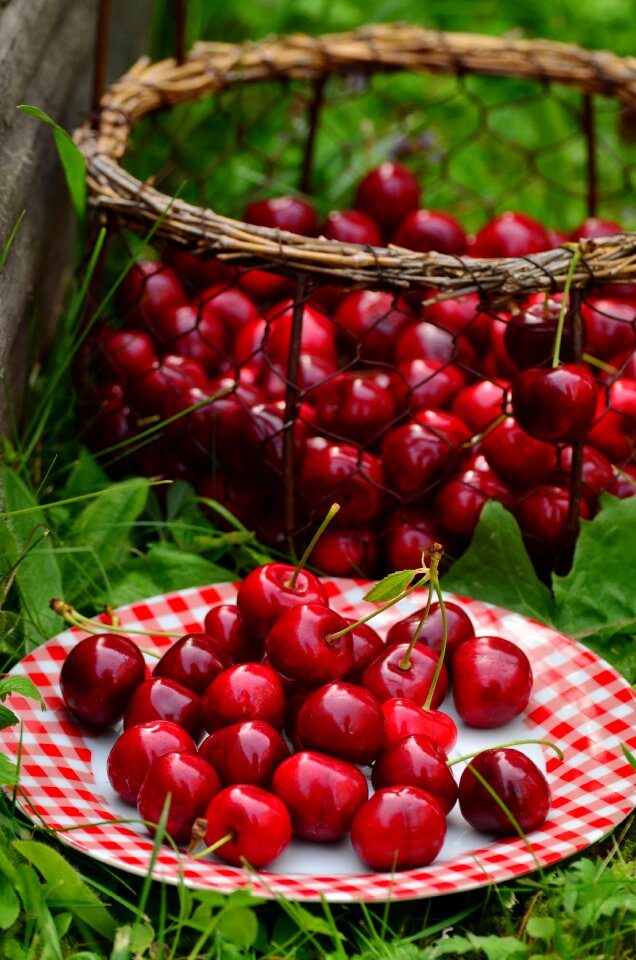 Cherry harvest fruit red