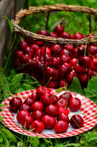 Cherry harvest fruit red