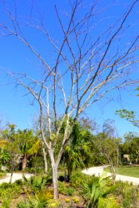 Caesalpinia granadillo - Naples Botanical Garden - Naples, Florida - DSC09939