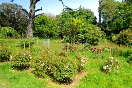 Caerhayes Castle gardens - Cornwall, England - DSC03178