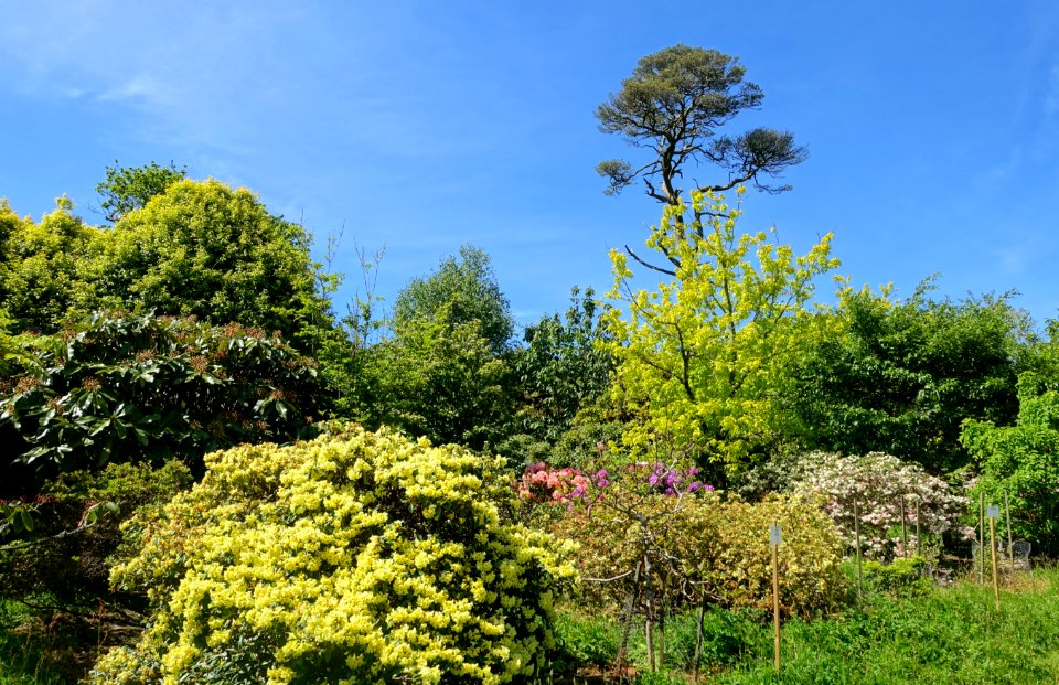 Caerhayes Castle gardens - Cornwall, England - DSC03164