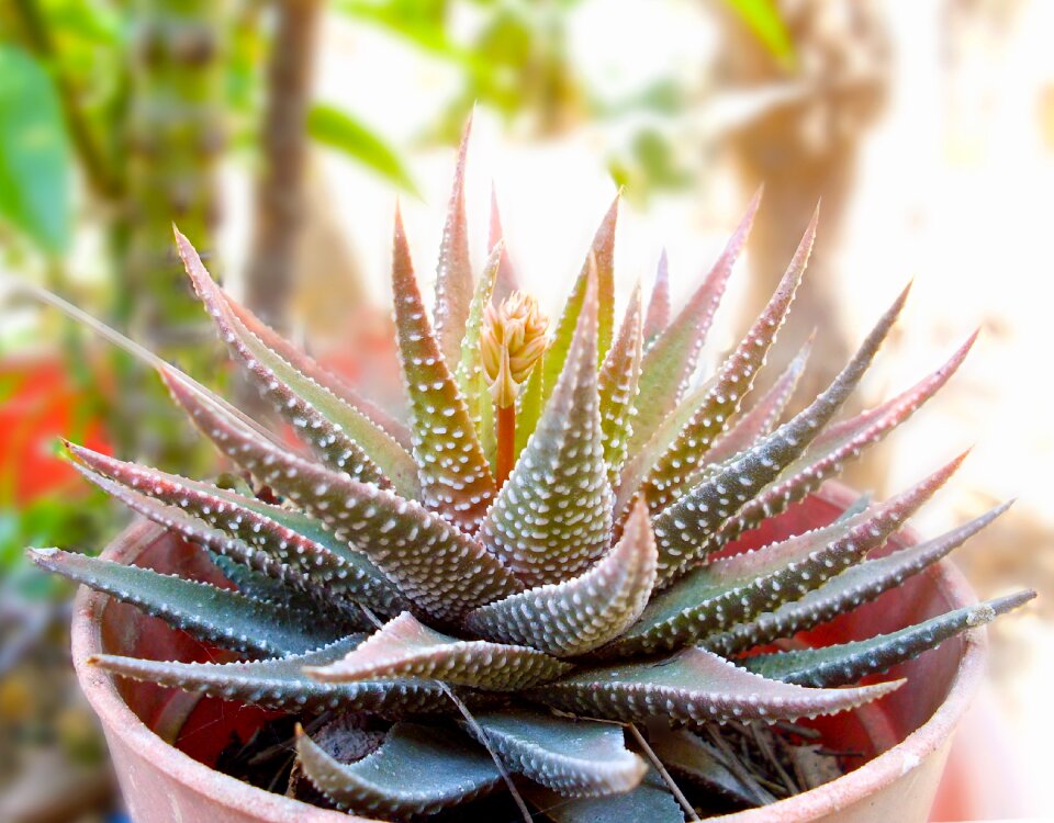 Succulent green flowerpot plant