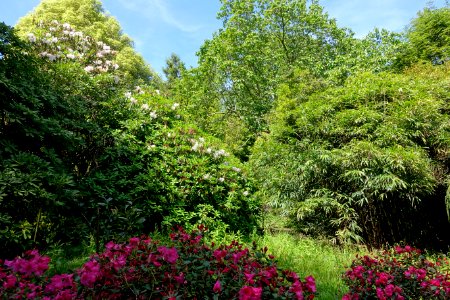 Caerhayes Castle gardens - Cornwall, England - DSC02900