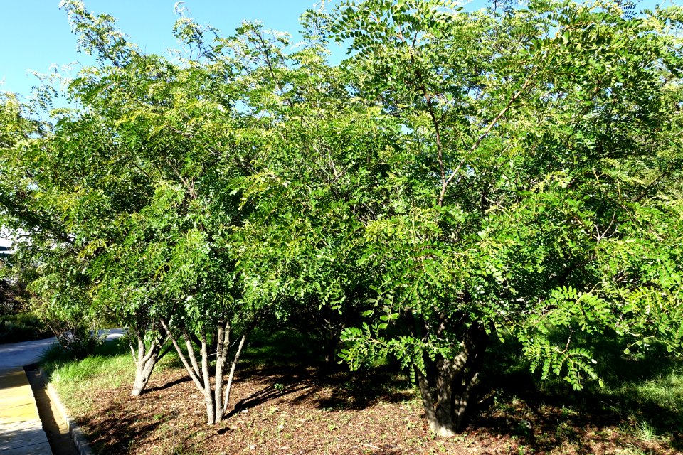 Caesalpinia spinosa - Jardín Botánico de Barcelona - Barcelona, Spain - DSC09323