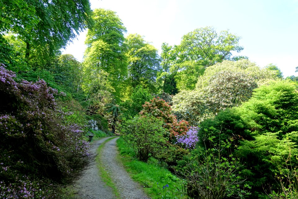 Caerhayes Castle gardens - Cornwall, England - DSC02932