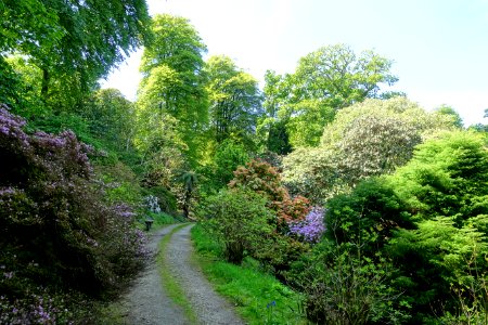 Caerhayes Castle gardens - Cornwall, England - DSC02932