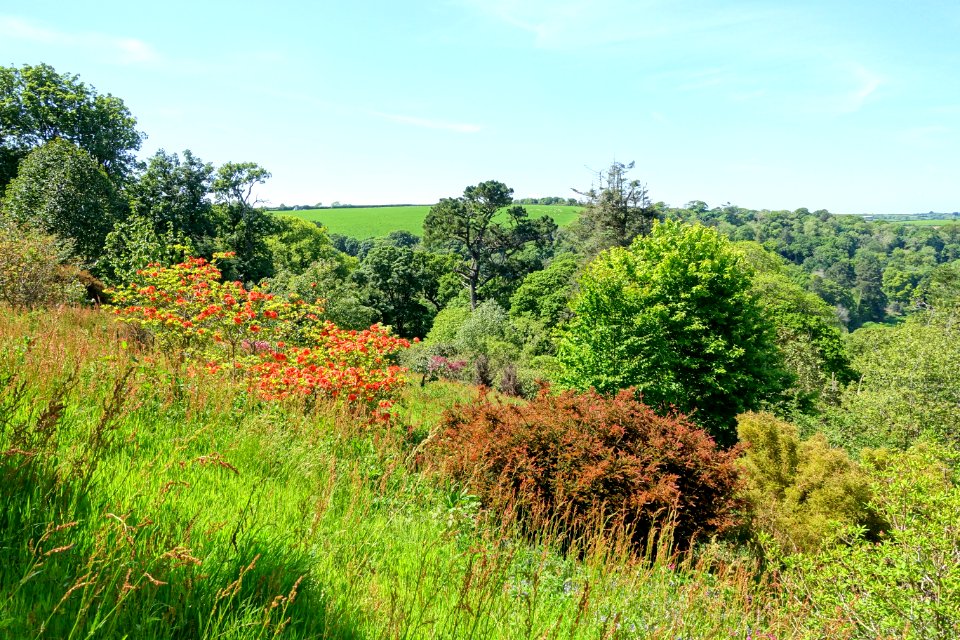 Caerhayes Castle gardens - Cornwall, England - DSC03208