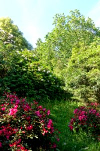 Caerhayes Castle gardens - Cornwall, England - DSC03312