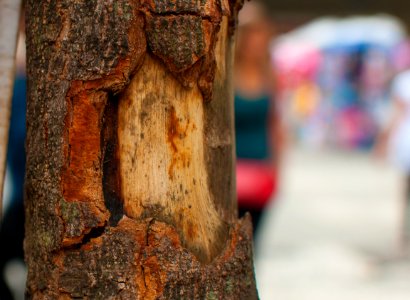 Caesalpinia echinata in São Paulo city