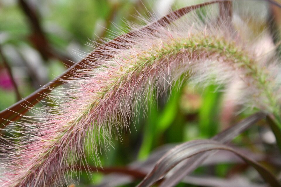 Red plant green
