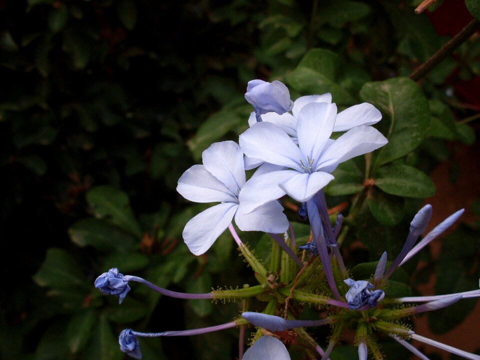 Flowers flower lilac