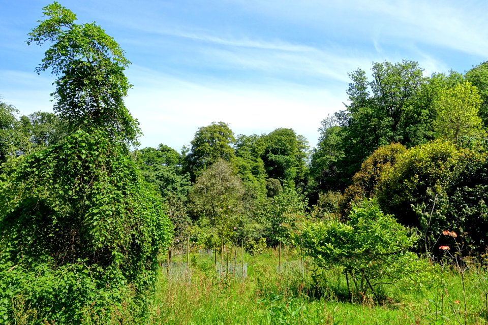 Caerhayes Castle gardens - Cornwall, England - DSC02944