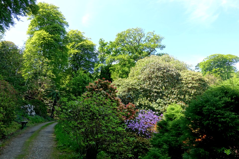 Caerhayes Castle gardens - Cornwall, England - DSC02926