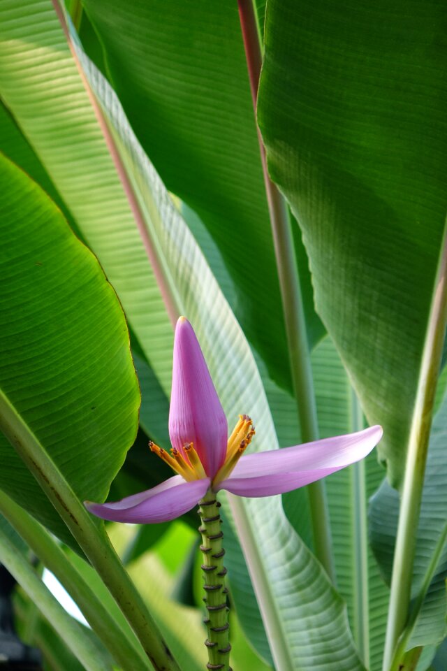 Flower pink a branch