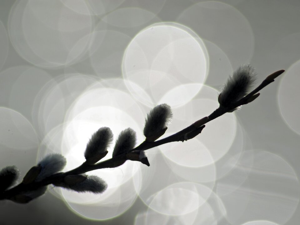 Signs of spring blossom bloom