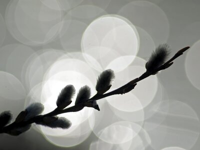 Signs of spring blossom bloom
