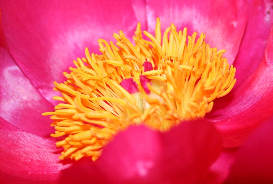 Flora spring full bloom