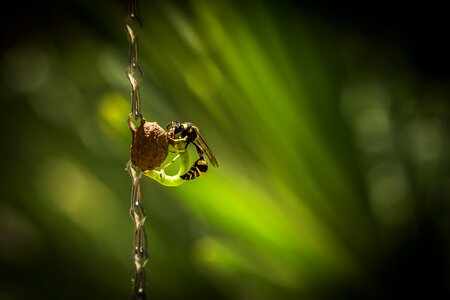 Potter wasp caterpillar insect