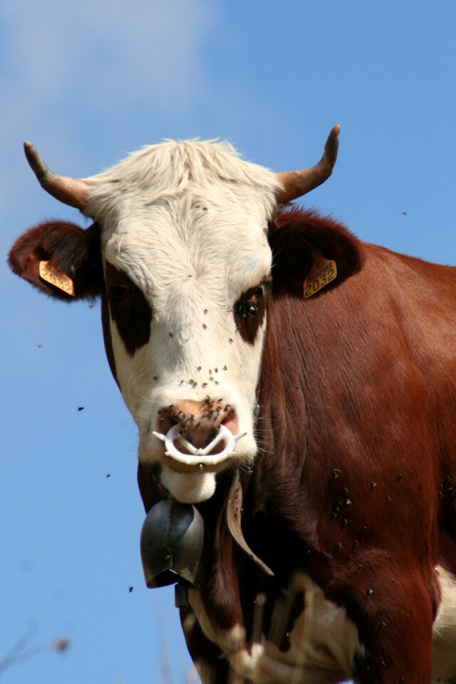 Cattle pasture herd