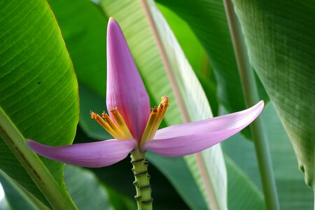 Flower pink a branch