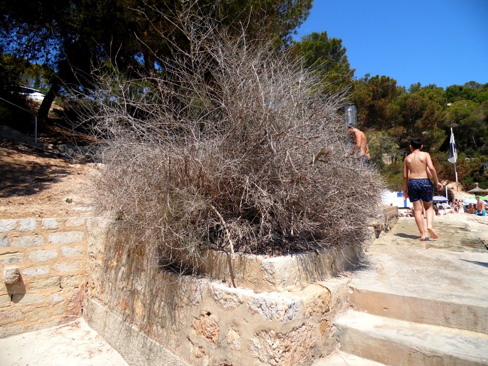 CALA CONTESA - MAJORKA, AB-045