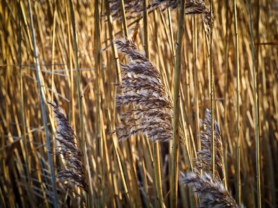 Grasses plant meadow