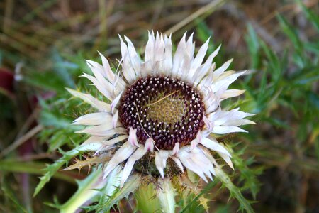 Plant nature blossom