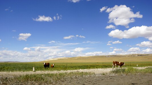 Prairie walking cow photo