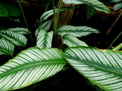 Calathea ornata cc3