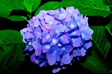 Blue inflorescence hydrangea flower photo