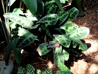 Calathea warscewiczii - United States Botanic Garden - DSC09484