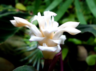 Calathea warscewiczii - Conservatory of Flowers - San Francisco, CA - DSC03241