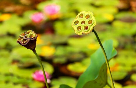 Bloom faded aquatic plant