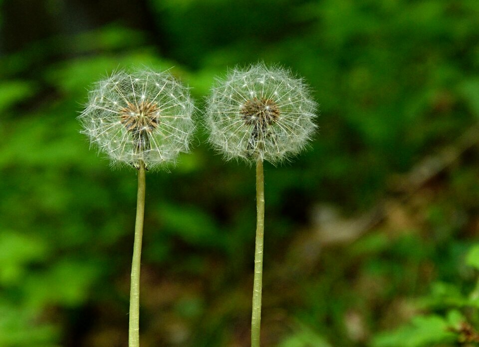Seeds close up umbrella