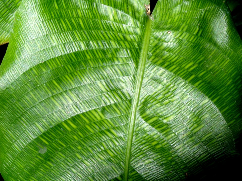 Calathea bella (Calathea musaica) - United States Botanic Garden - DSC09593